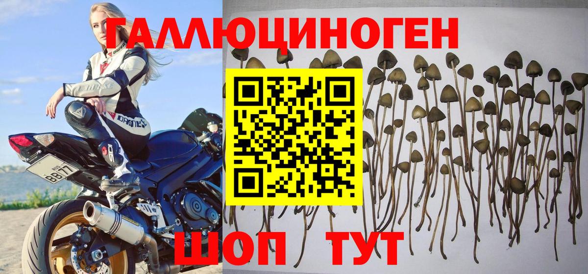 Зеленогорск  Галлюциногенные грибы Magic Shrooms  Вход с VPN 